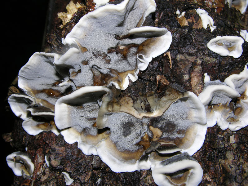 Bjerkandera adusta (Willd.) P. Karst